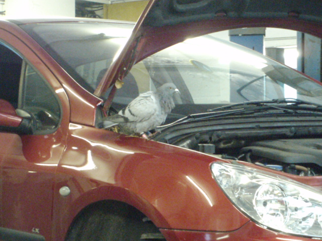 Index of /lincoln/pictures6 ferrari 456 wiring diagram 